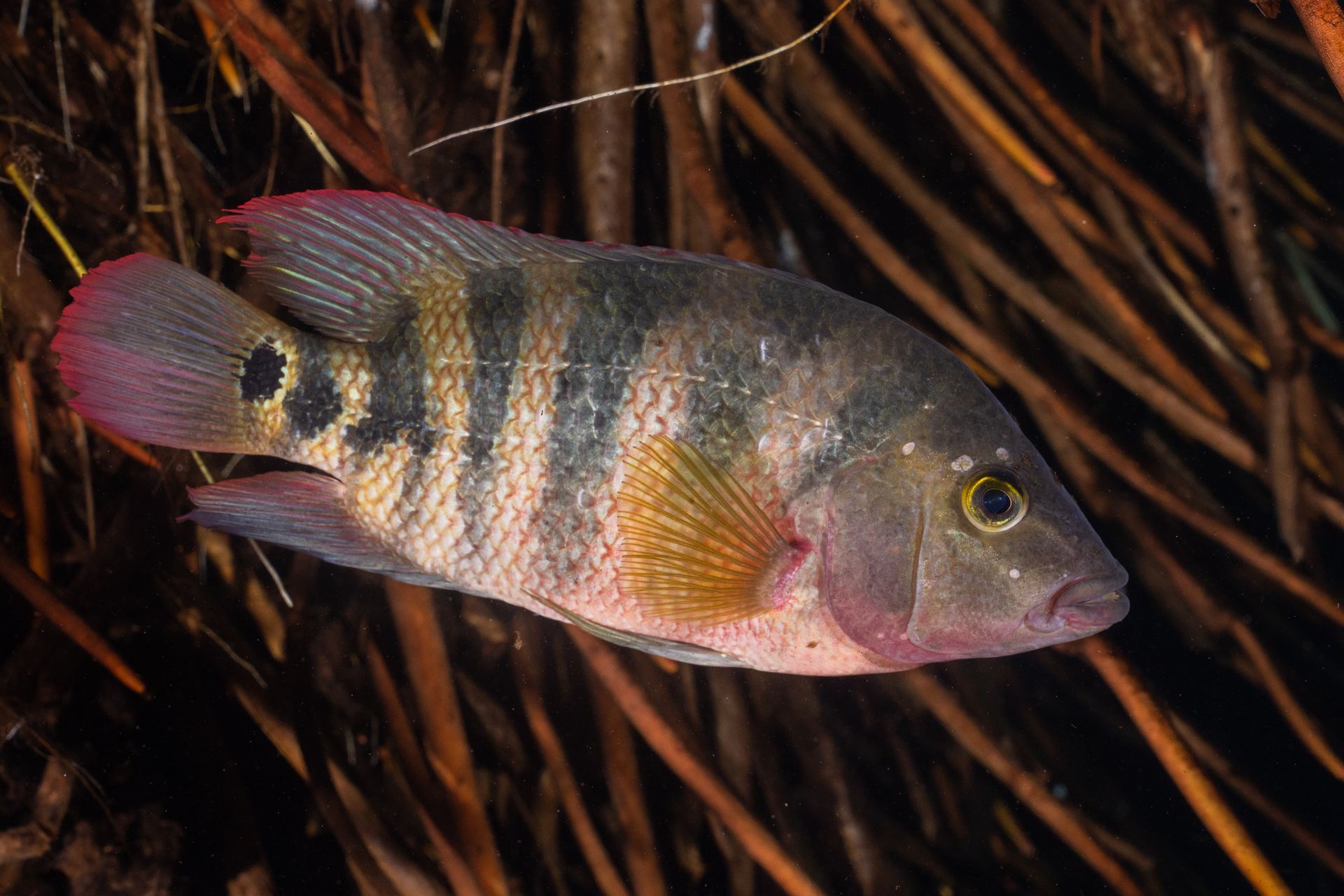 Striped fish with pink fins swimming among dark aquatic plants