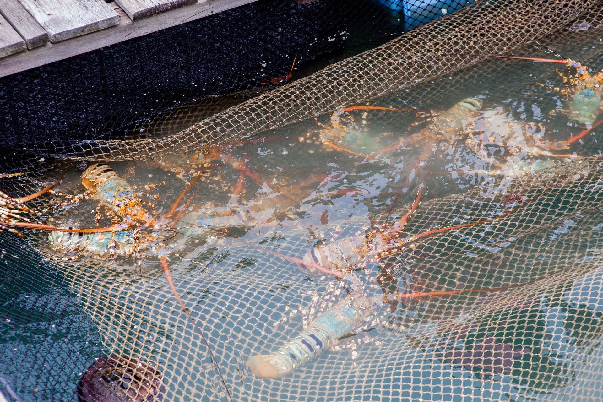 Covered seafood on ice in a net, with orange crustaceans in a market display