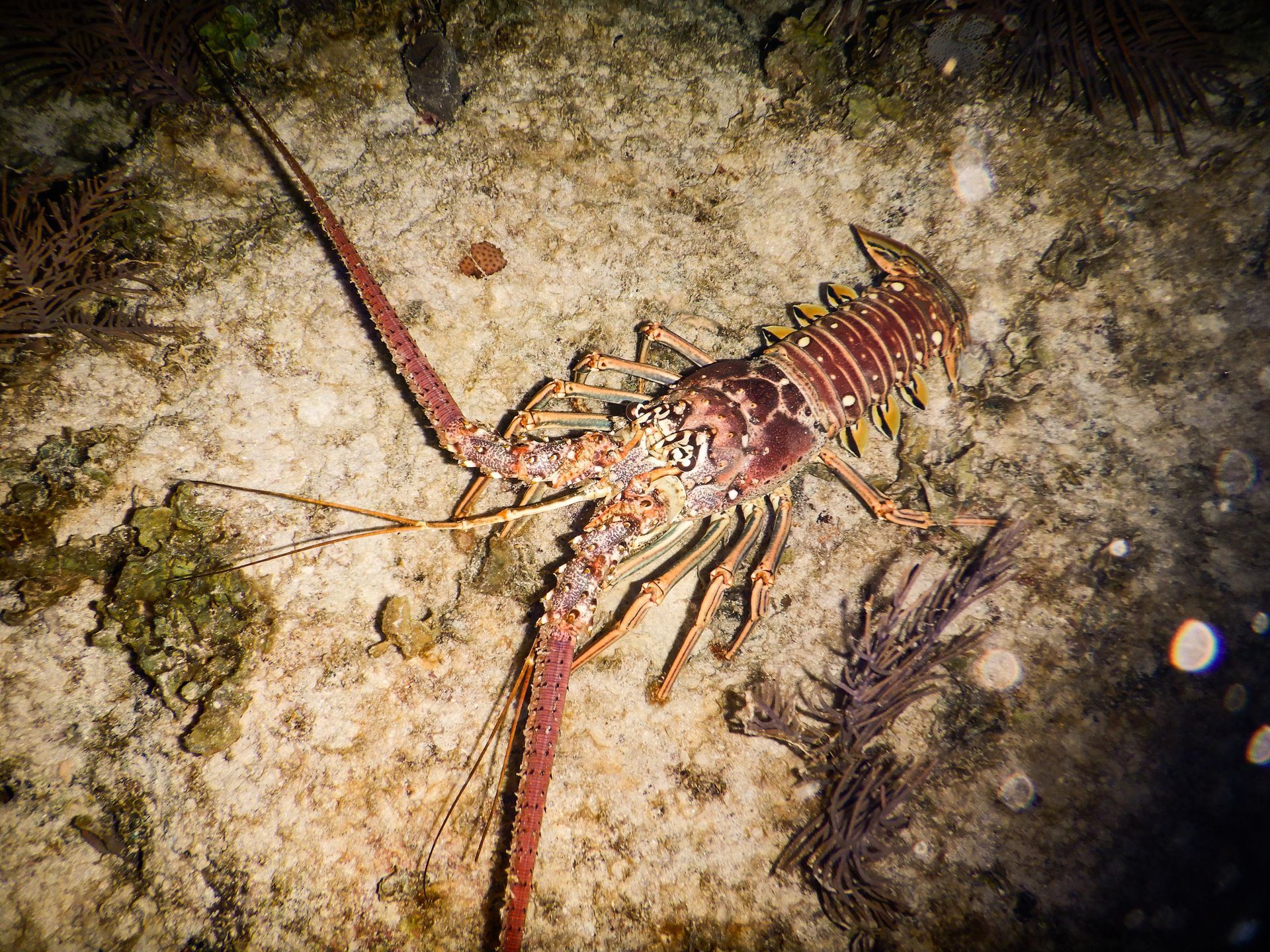 Spiny lobster on a rocky seabed, with long red antennae and speckled shell