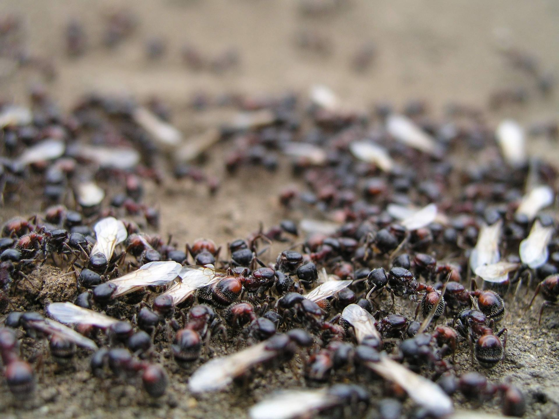 Experienced pest control technician inspecting and treating interior of a home for pests.