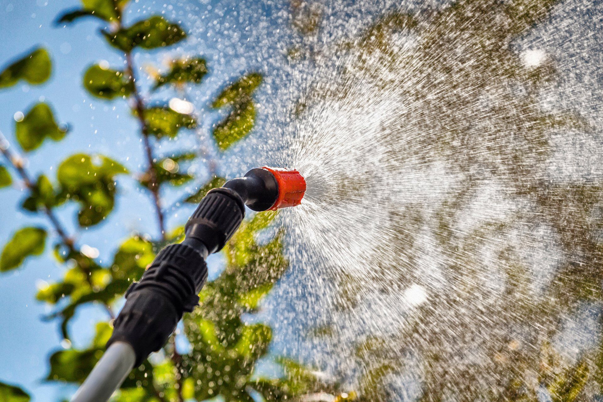 Foliage being treated with pest control chemicals to safeguard trees from infestations.