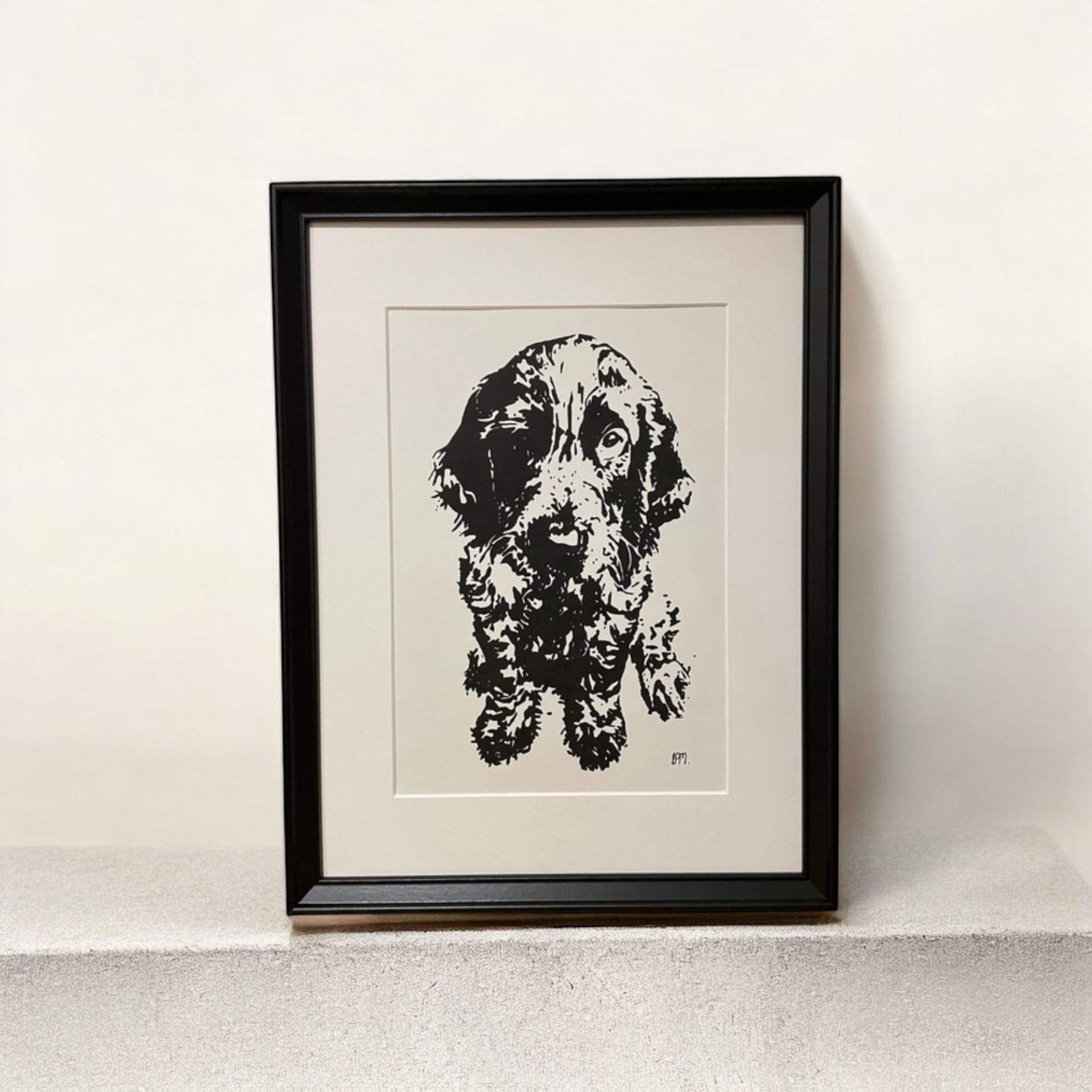 A4 Blue roan cocker spaniel puppy