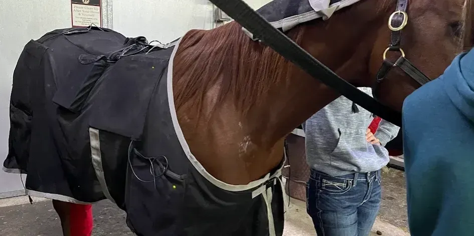 A brown horse wearing a black blanket and halter stands indoors, with a person standing partially visible beside it.