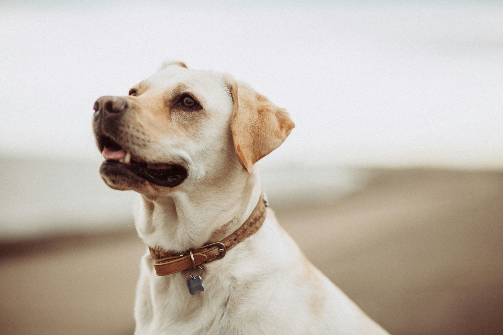 A white lab