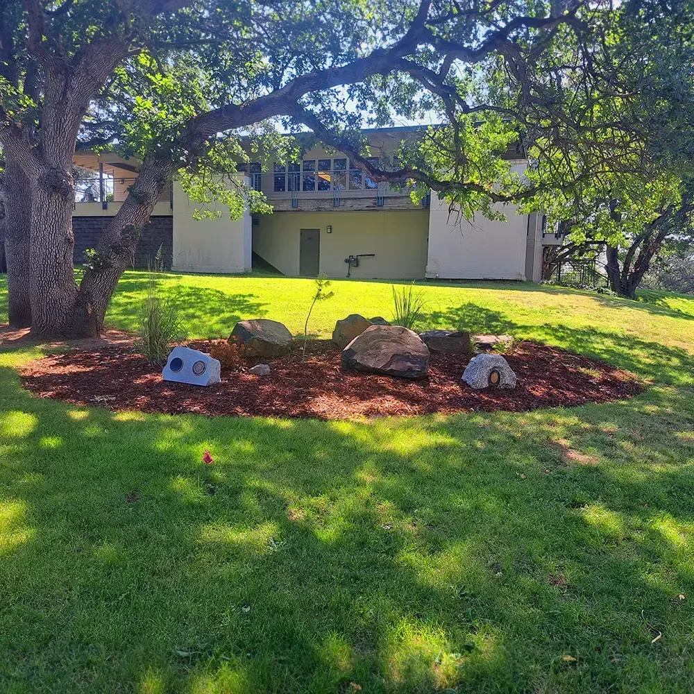 A building with a large tree in front. Mulch and rocks surround small plants on the lawn.
