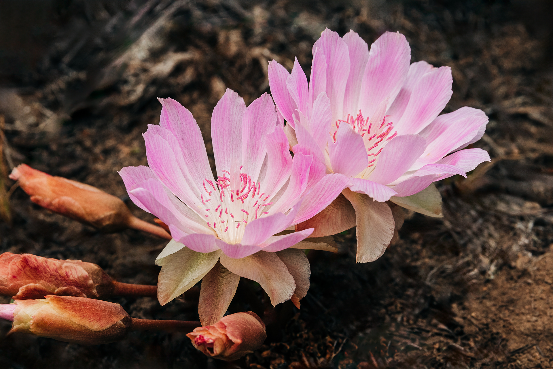 Perl Funeral Home & Siskiyou Memorial Park | Medford, OR