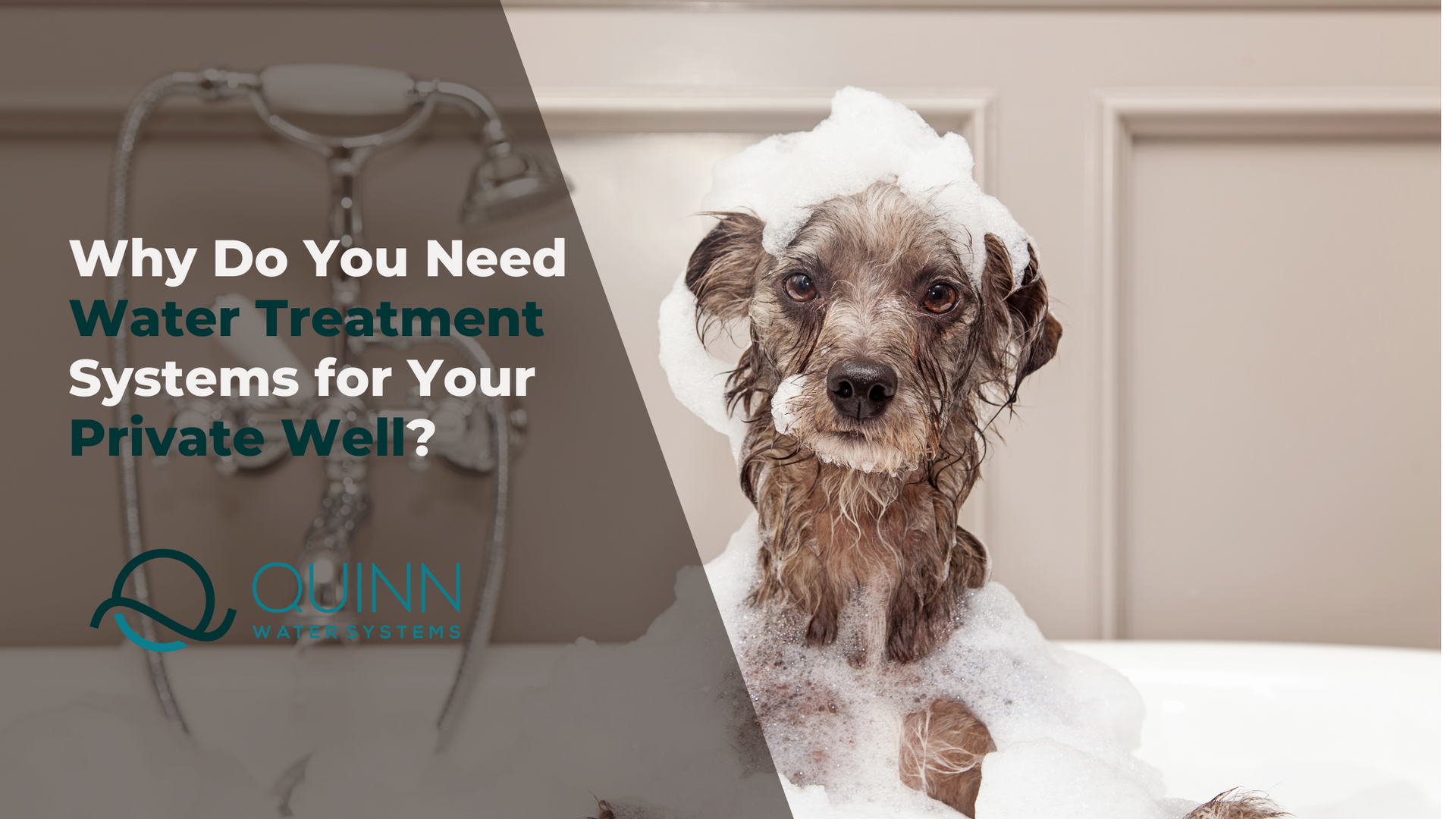 dog bath bubble