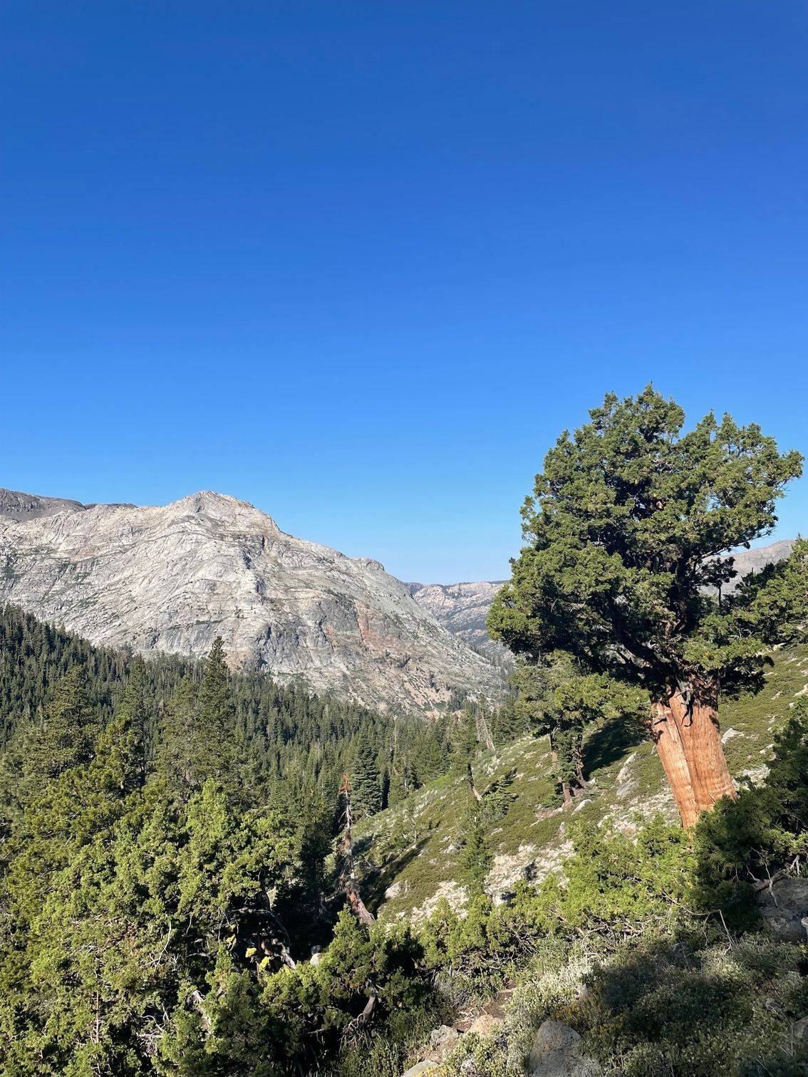 Mountain landscape with a large evergreen tree on a hillside, under a clear blue sky.