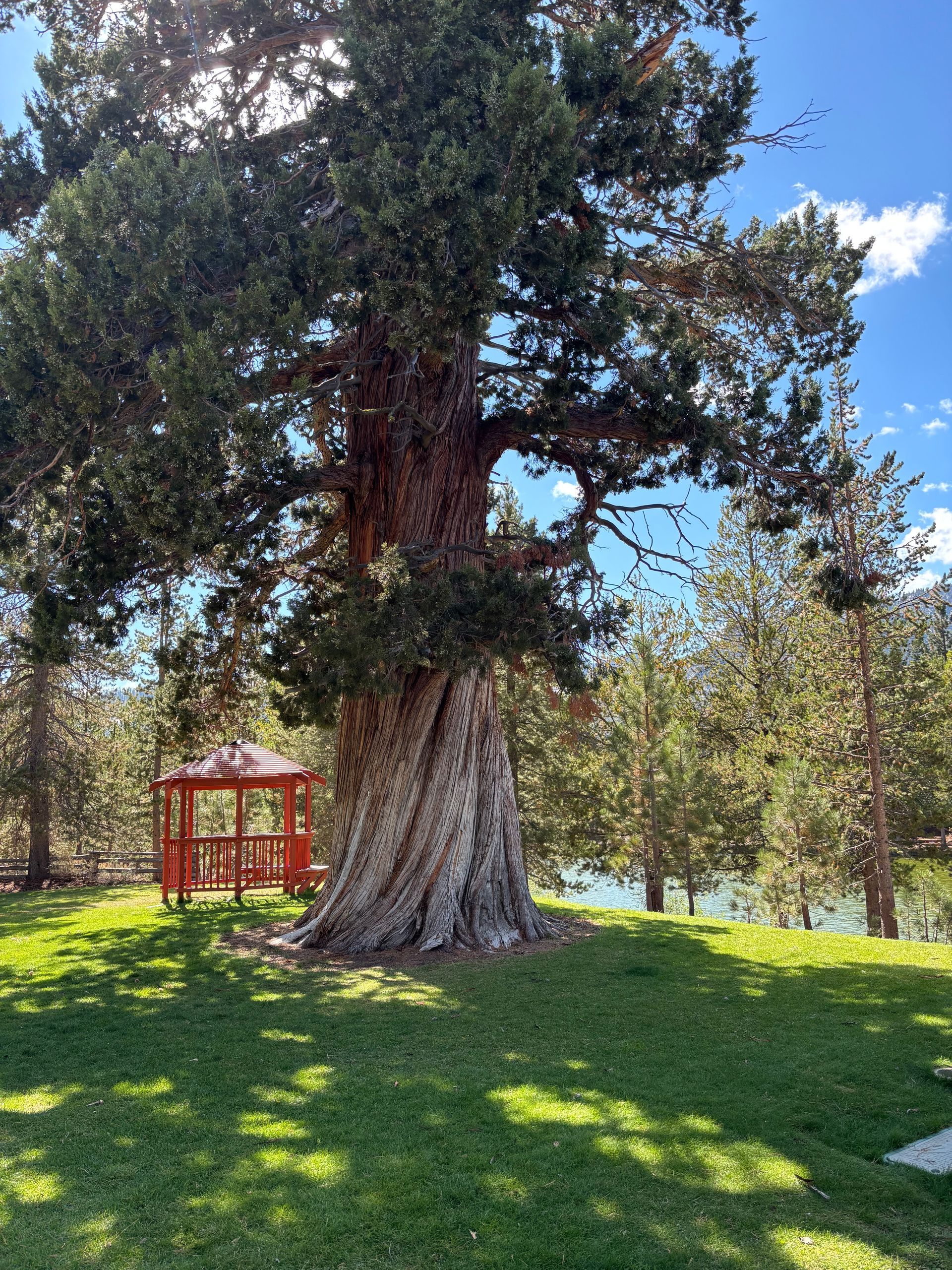 Large tree with a twisted trunk in a grassy area, a red gazebo is nearby, with a lake and trees in the background.