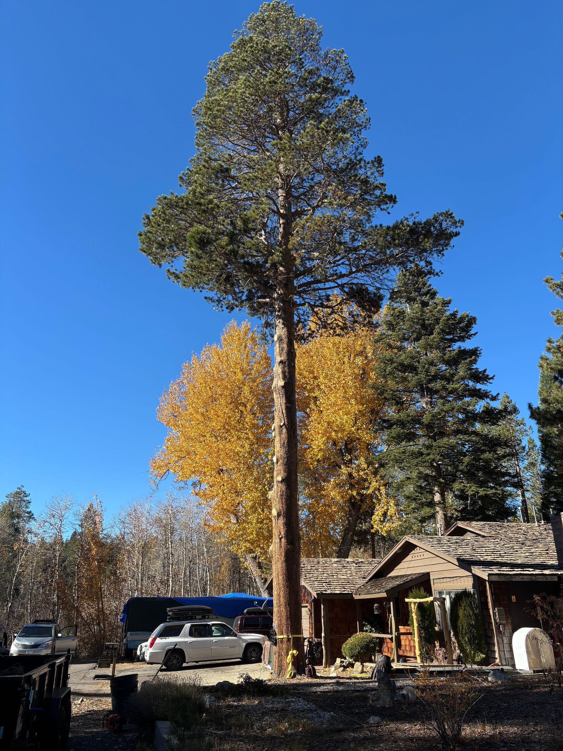 Tall pine tree stands over a building with a yellow tree to the left, under a clear blue sky.