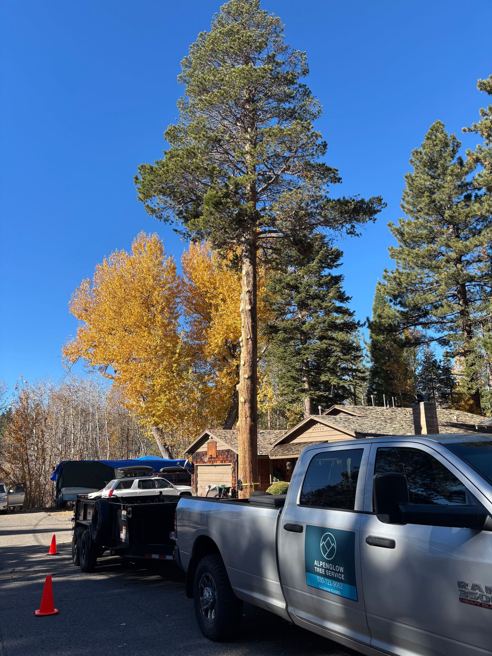 Tall tree near a truck and trailer on a street; autumn leaves in the background under a blue sky.