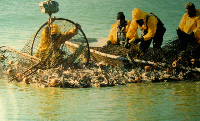 Fishermen catching catfish with net