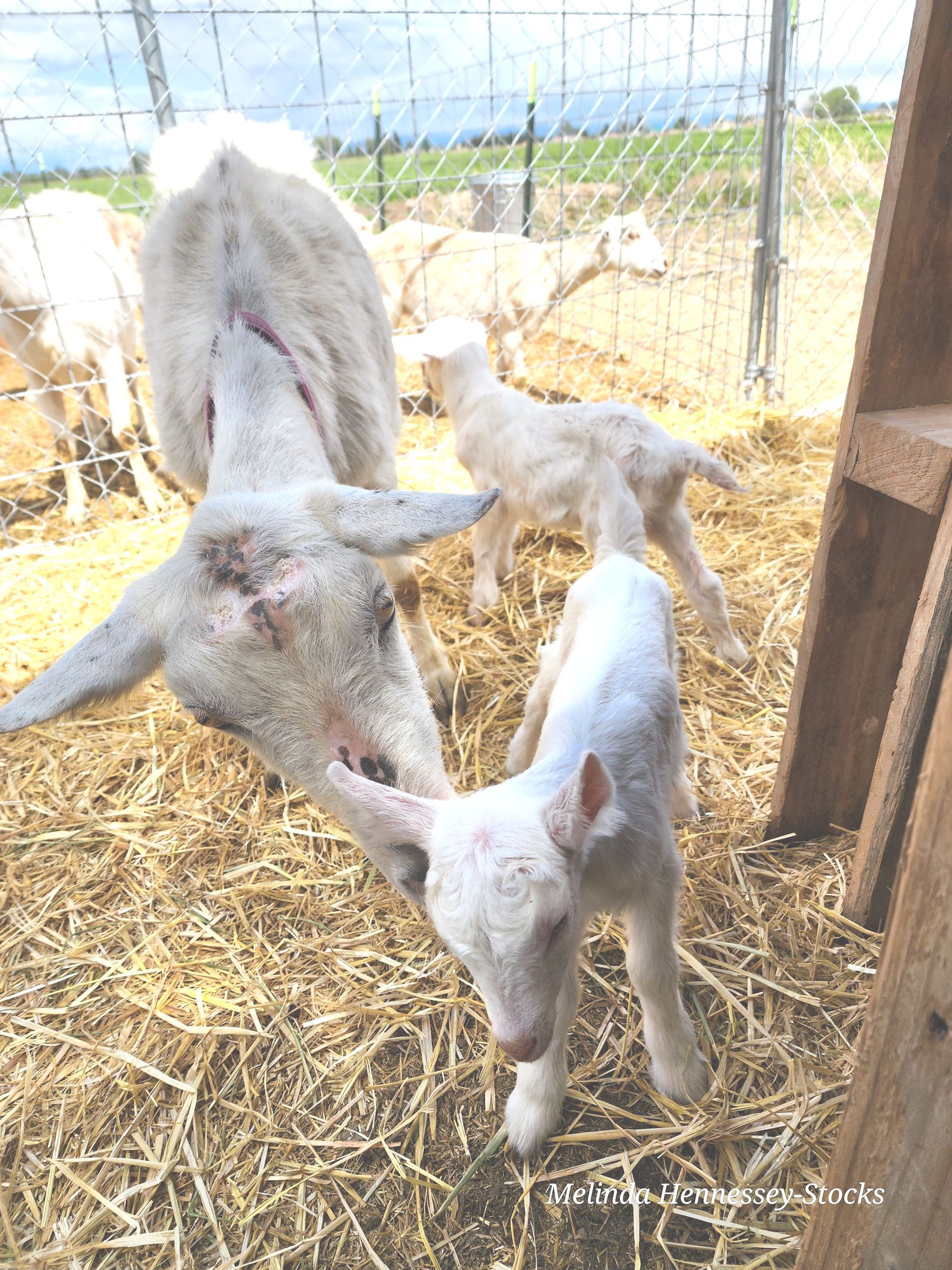 A mother sheep and her baby sheep are standing next to each other in a pen.