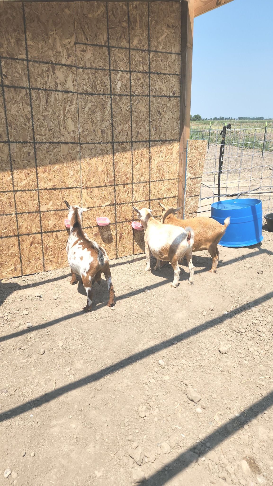 A group of goats are standing in a dirt field in front of a building.