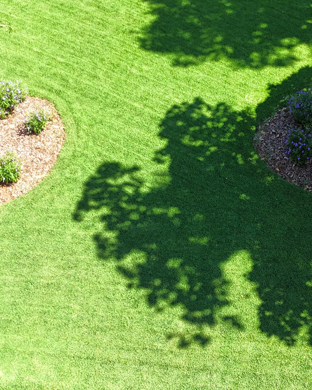 Lush green lawn in front of a small white building on a sunny day, with people and planters in the background. Lush green lawn in front of a small white building on a sunny day, with people and planters in the background.