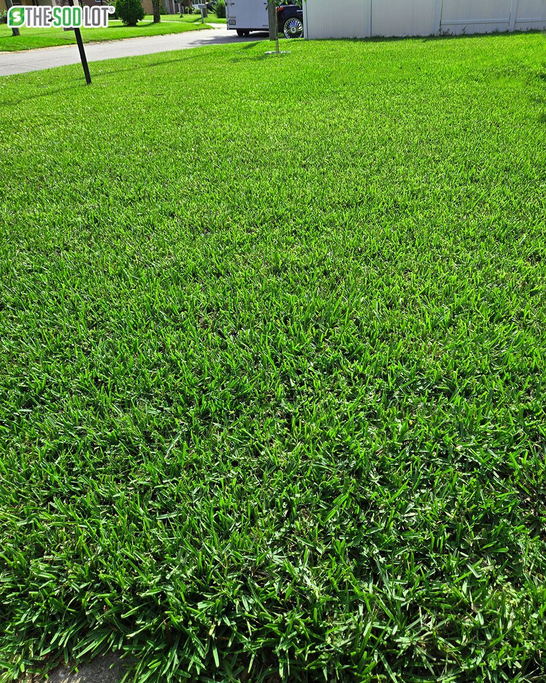 Bright green lawn in a suburban yard with a driveway and house in the background