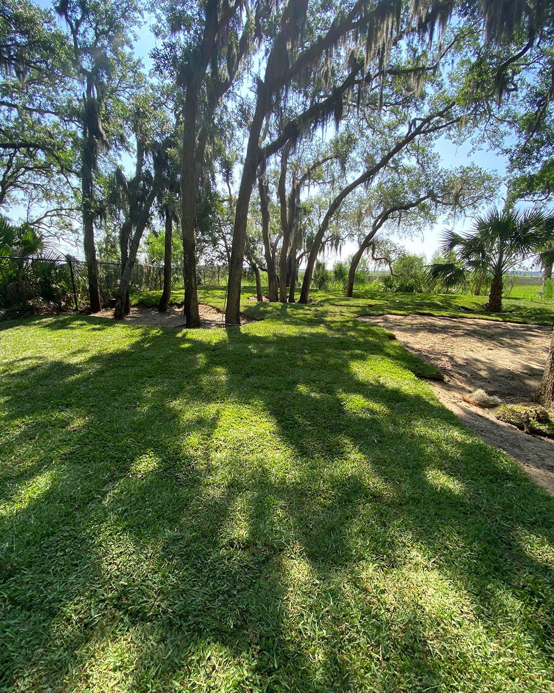 Close-up of green grass in a park with trees and a blurred background on a sunny day