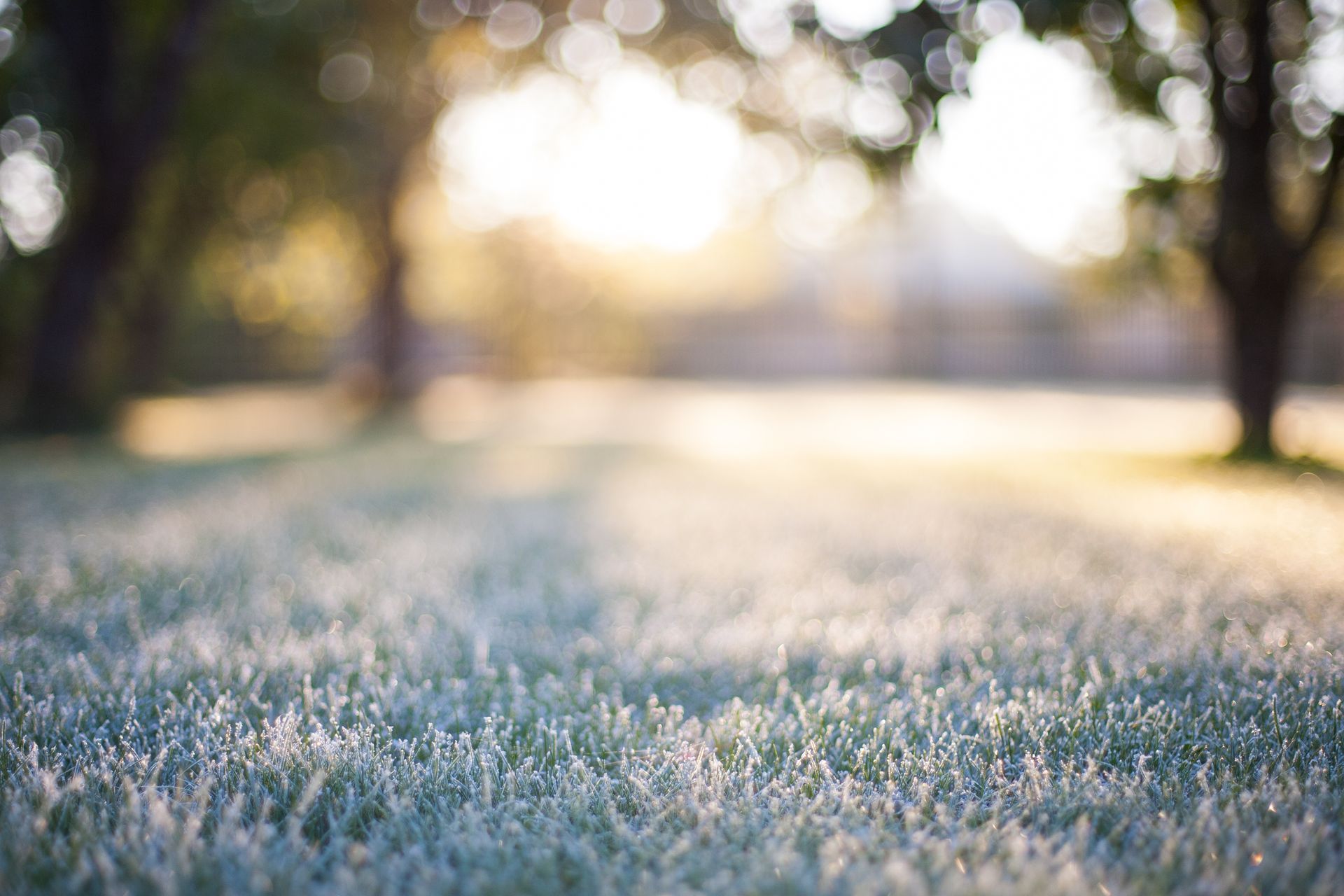 Frost-covered grass in a sunlit park with trees softly blurred in the background