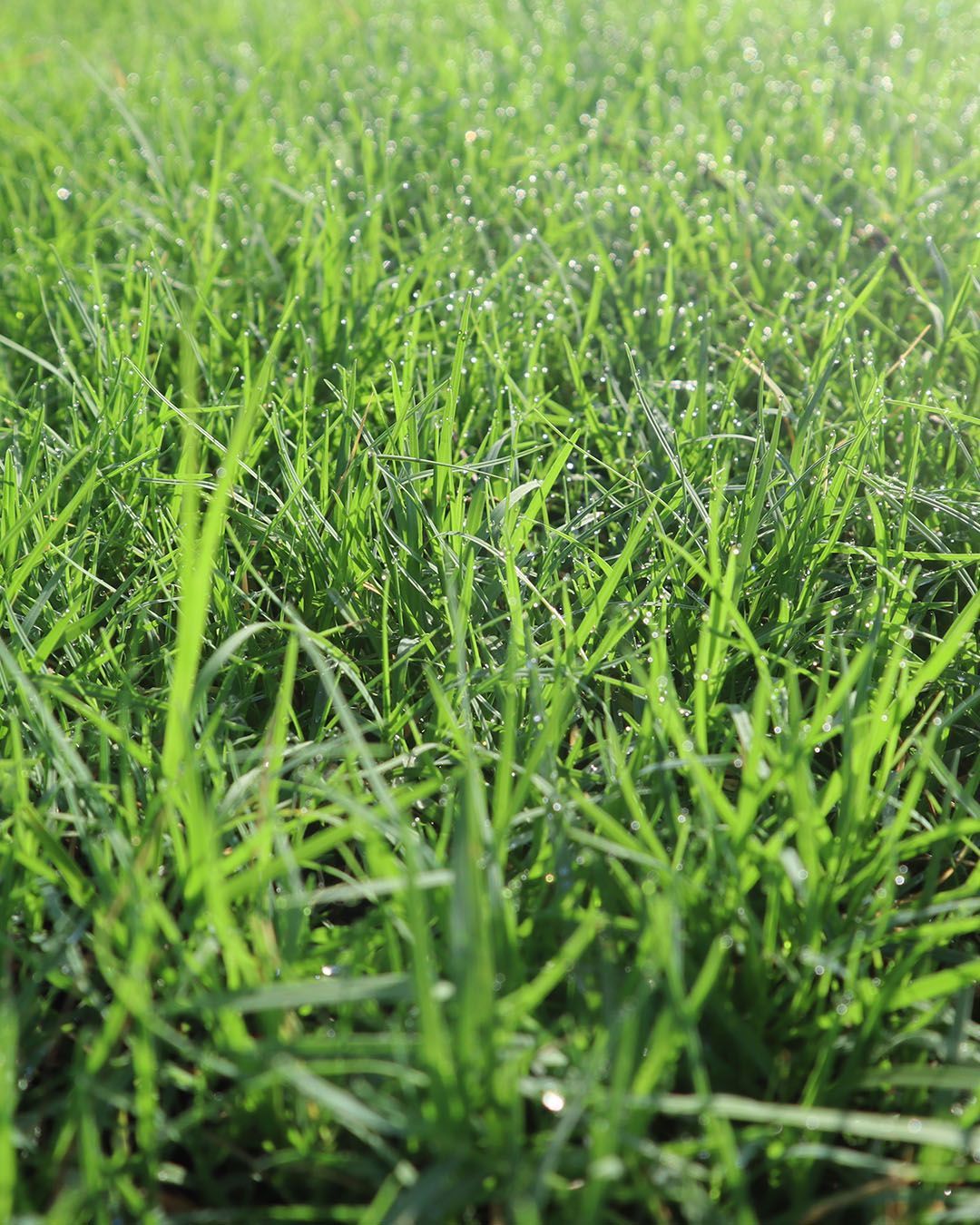 Close-up of lush green grass with dewdrops in sunlight