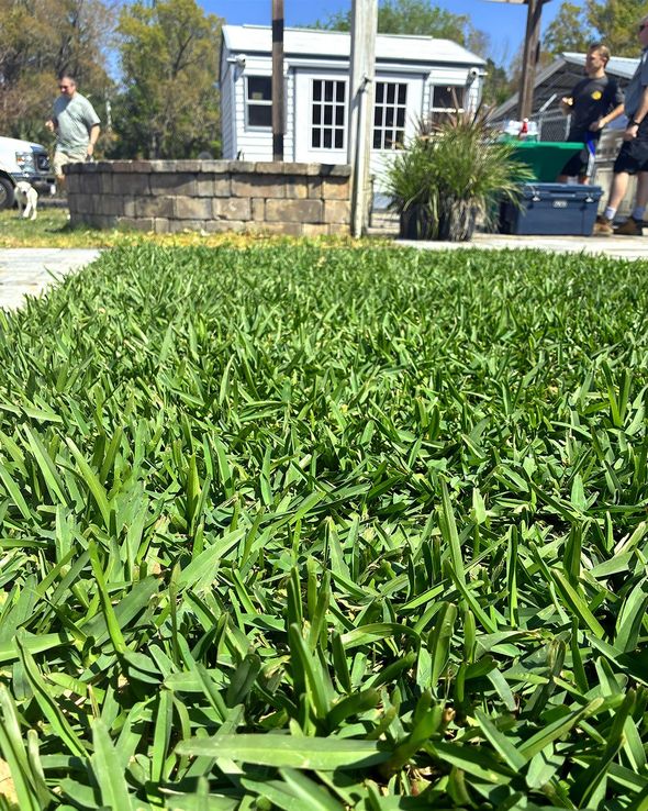 Close-up of lush green grass covering the ground Close-up of lush green grass covering the ground