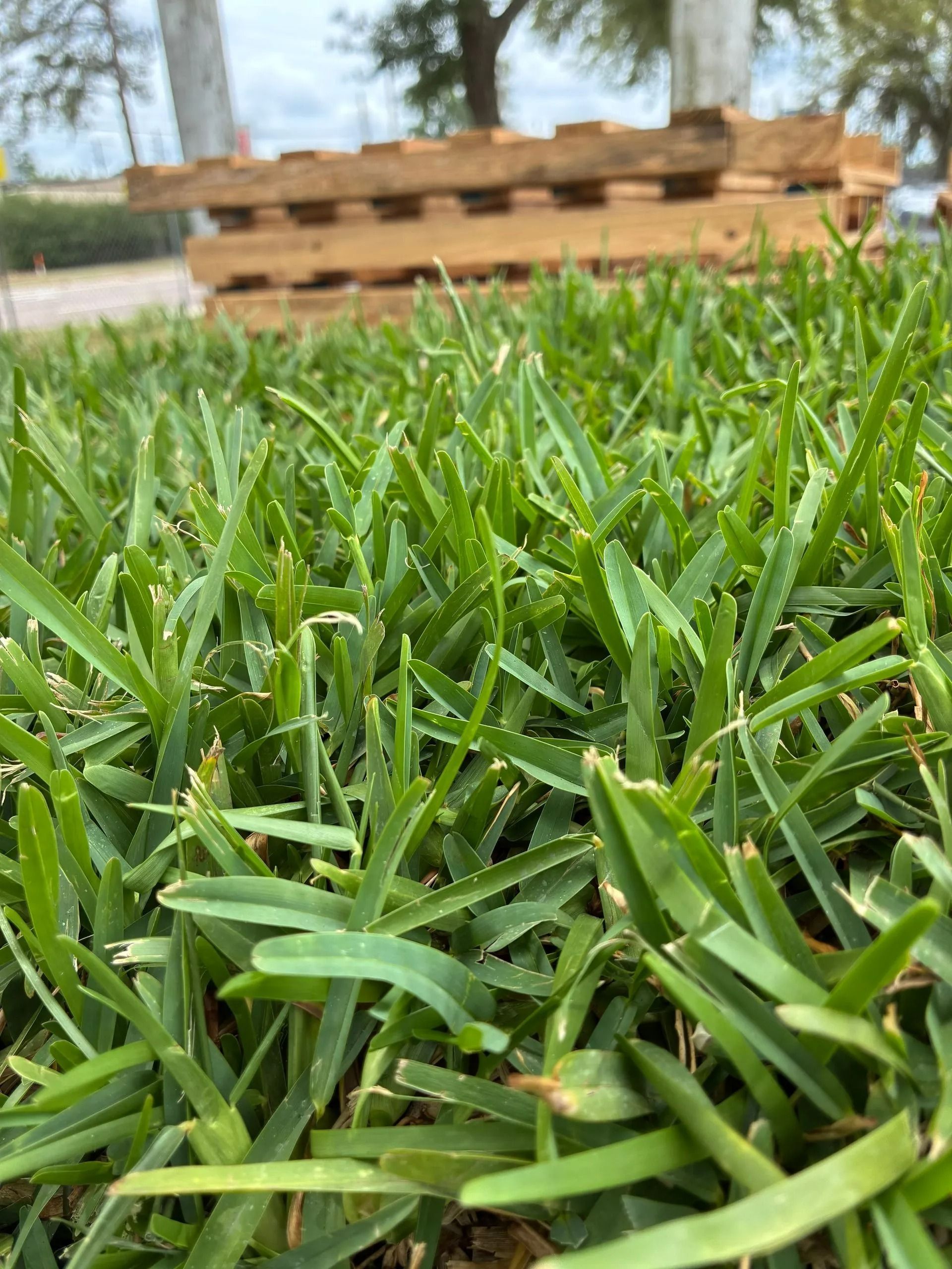 Close-up of green grass with stacked wooden pallets blurred in the background outdoors Close-up of green grass with stacked wooden pallets blurred in the background outdoors