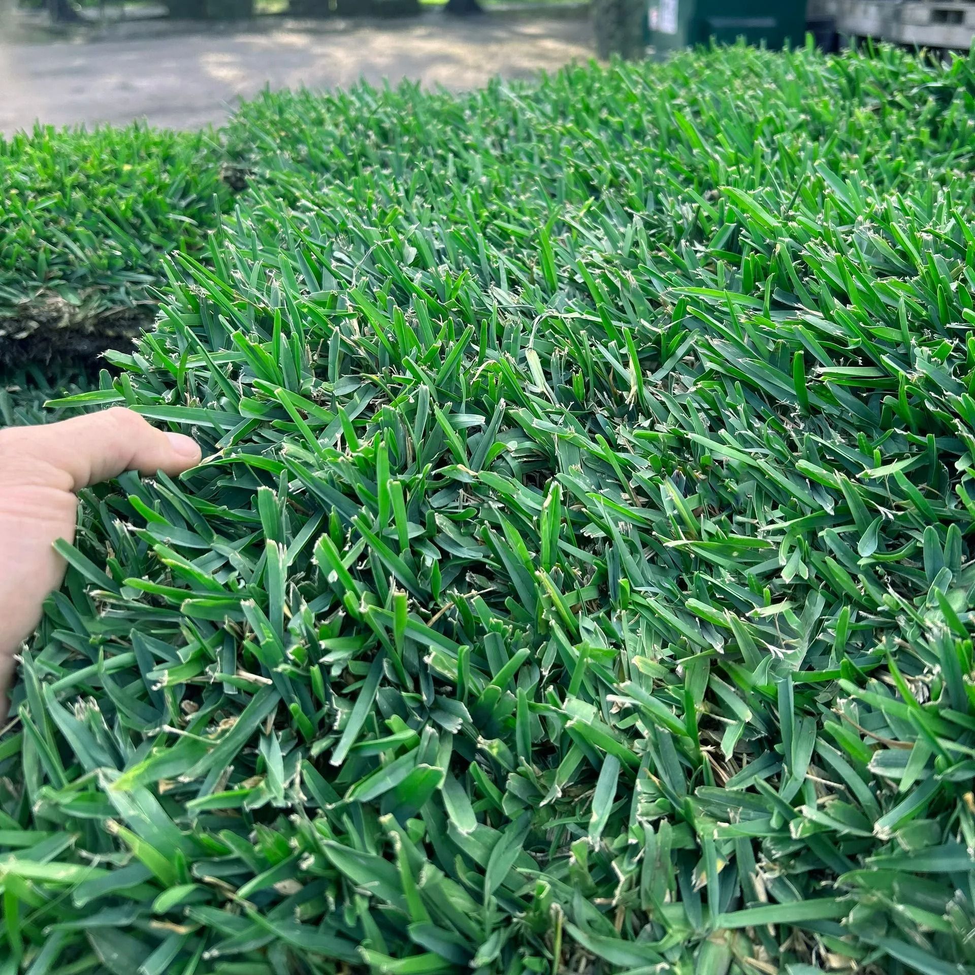 Close-up of a hand touching dense green grass in a sunny outdoor yard Close-up of a hand touching dense green grass in a sunny outdoor yard