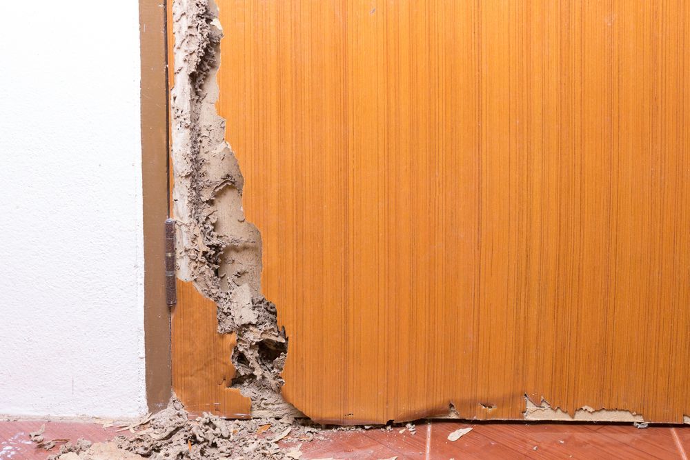 A Wooden Door With A Hole In It And Termites Coming Out Of It โ KMC Pest Management in Armidale, NSW