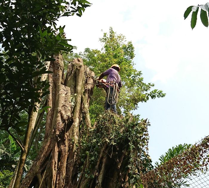 Cutting Tree with a Chainsaw