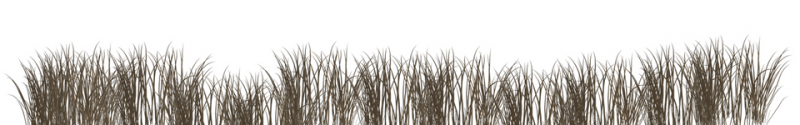 grass graphic