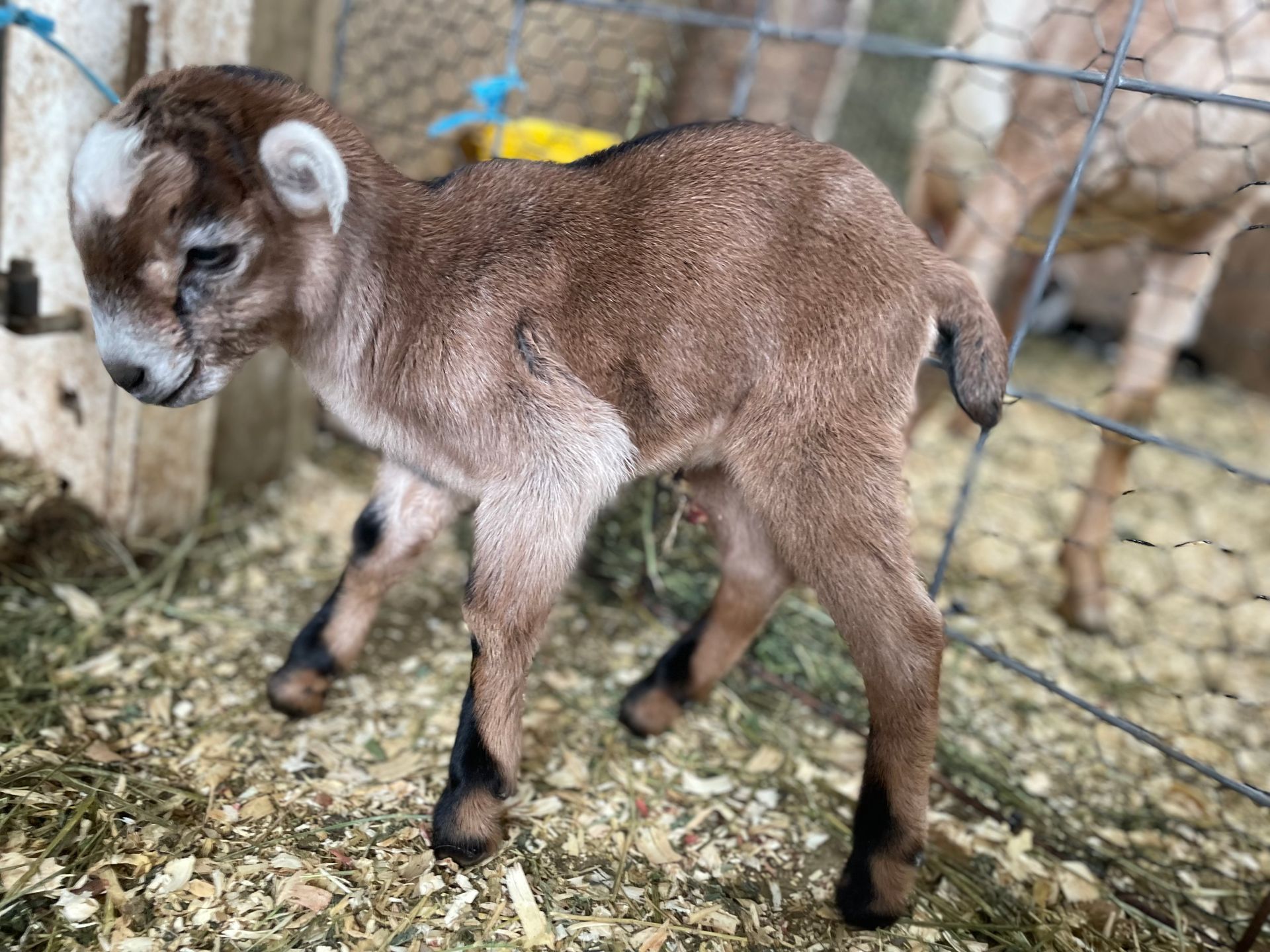 A baby goat is standing in a pen next to a fence.