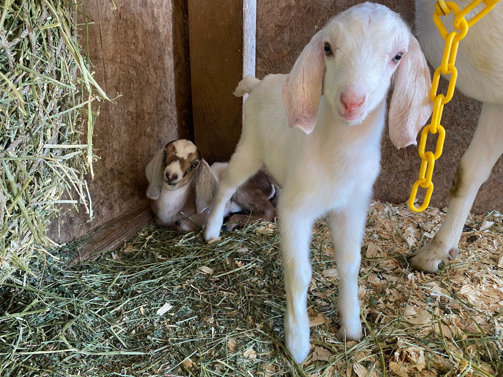 Two baby goats are standing next to each other in a pen.