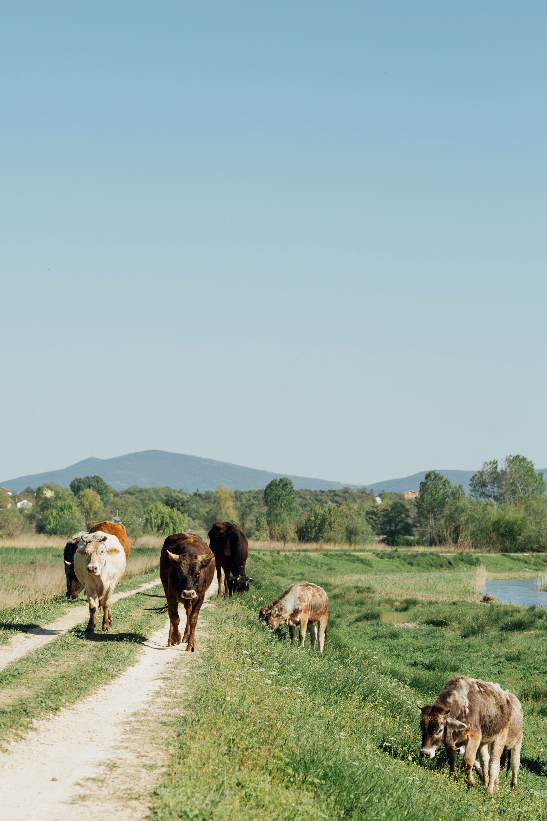 A herd of cows walking down a dirt road in a field.