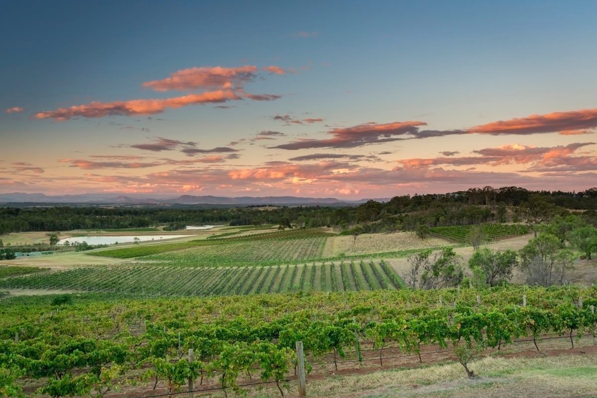 Vineyard At Sunset, With Rows Of Grapevines On A Hillside — Refrigeration & Air Conditioning in Hunter Valley, NSW