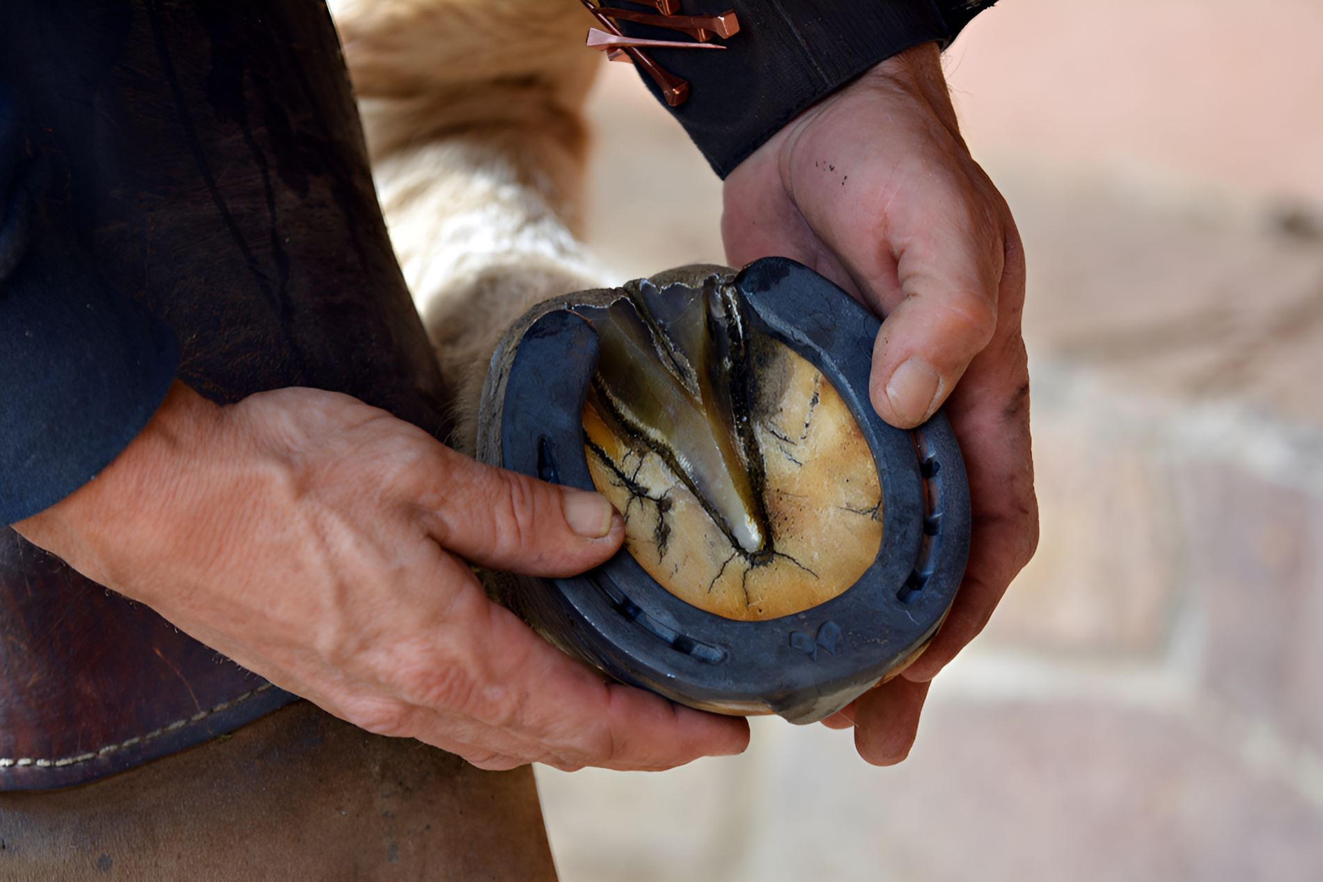 A Person Is Putting A Horseshoe On A Horse 's Hoof — Sunshine Coast Farrier Services In Landsborough, QLD