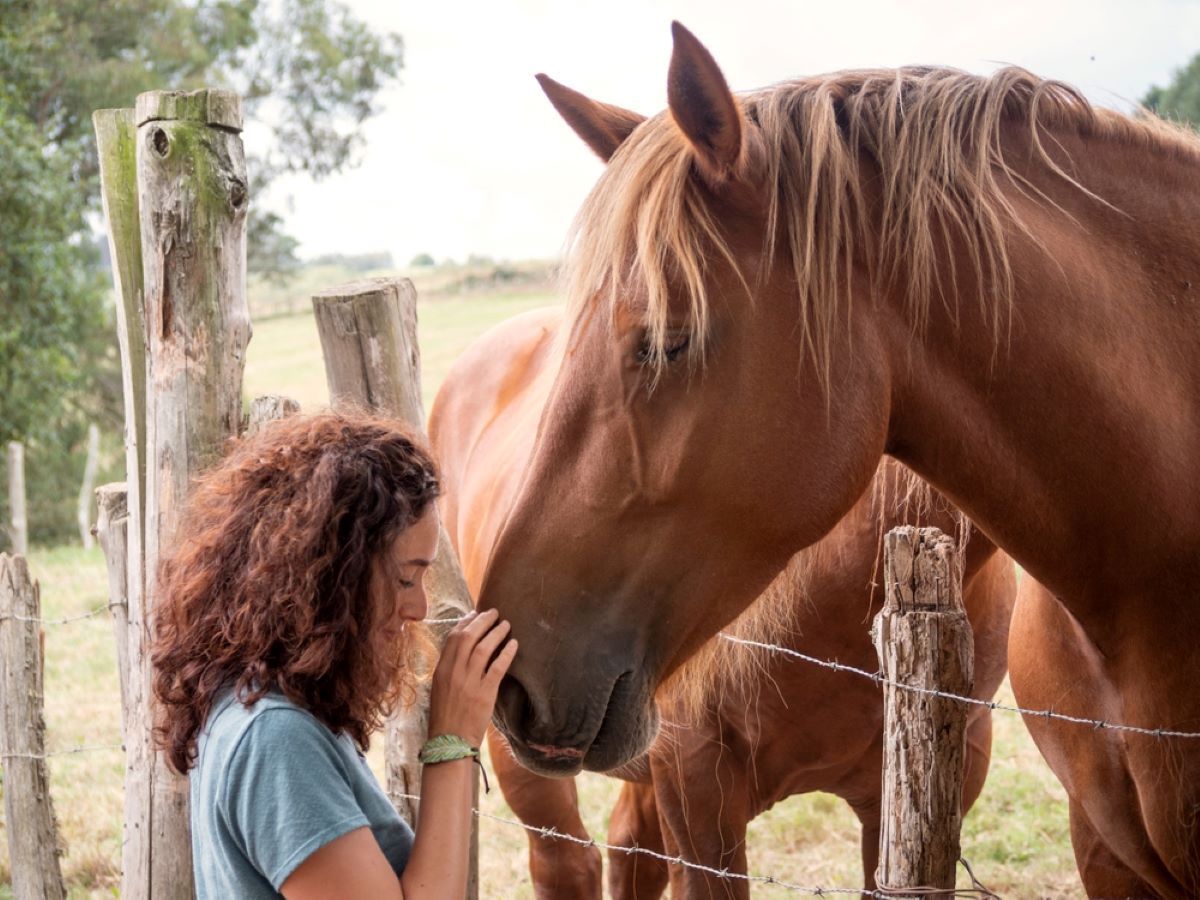 A Woman Is Petting A Brown Horse — Sunshine Coast Farrier Services In Landsborough, QLD