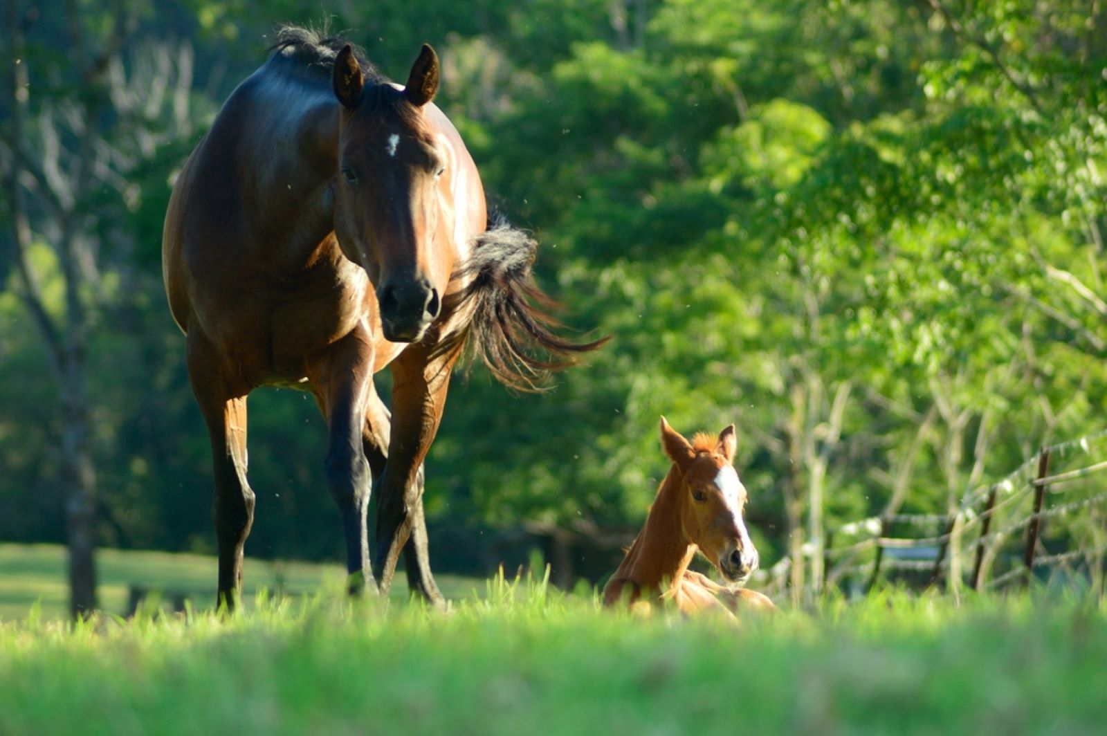 A Horse And A Foal Are Standing In A Grassy Field — Sunshine Coast Farrier Services In Landsborough, QLD