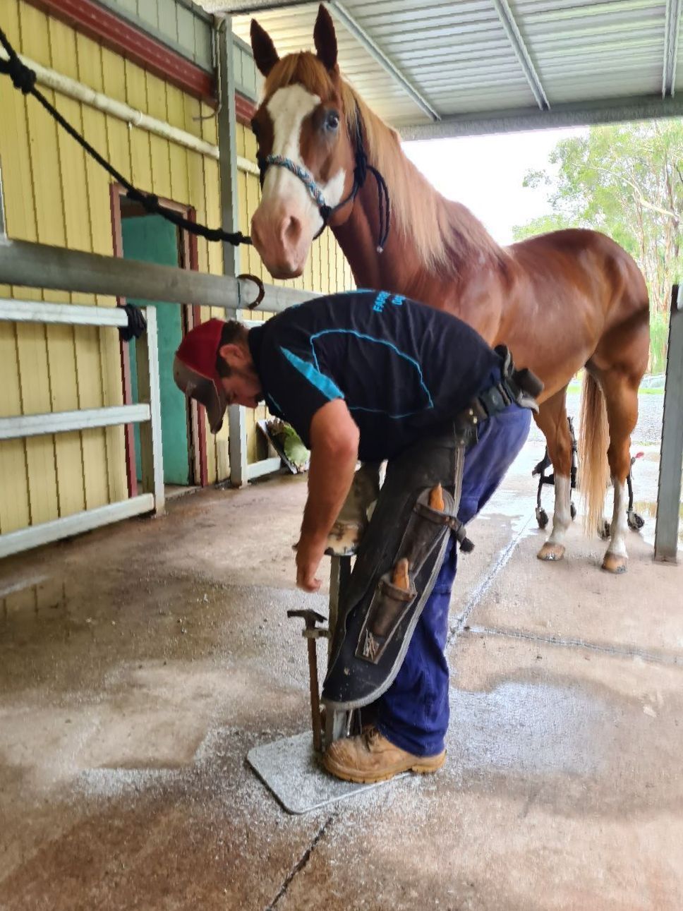 A Man Is Shoeing A Horse — Sunshine Coast Farrier Services In Landsborough, QLD