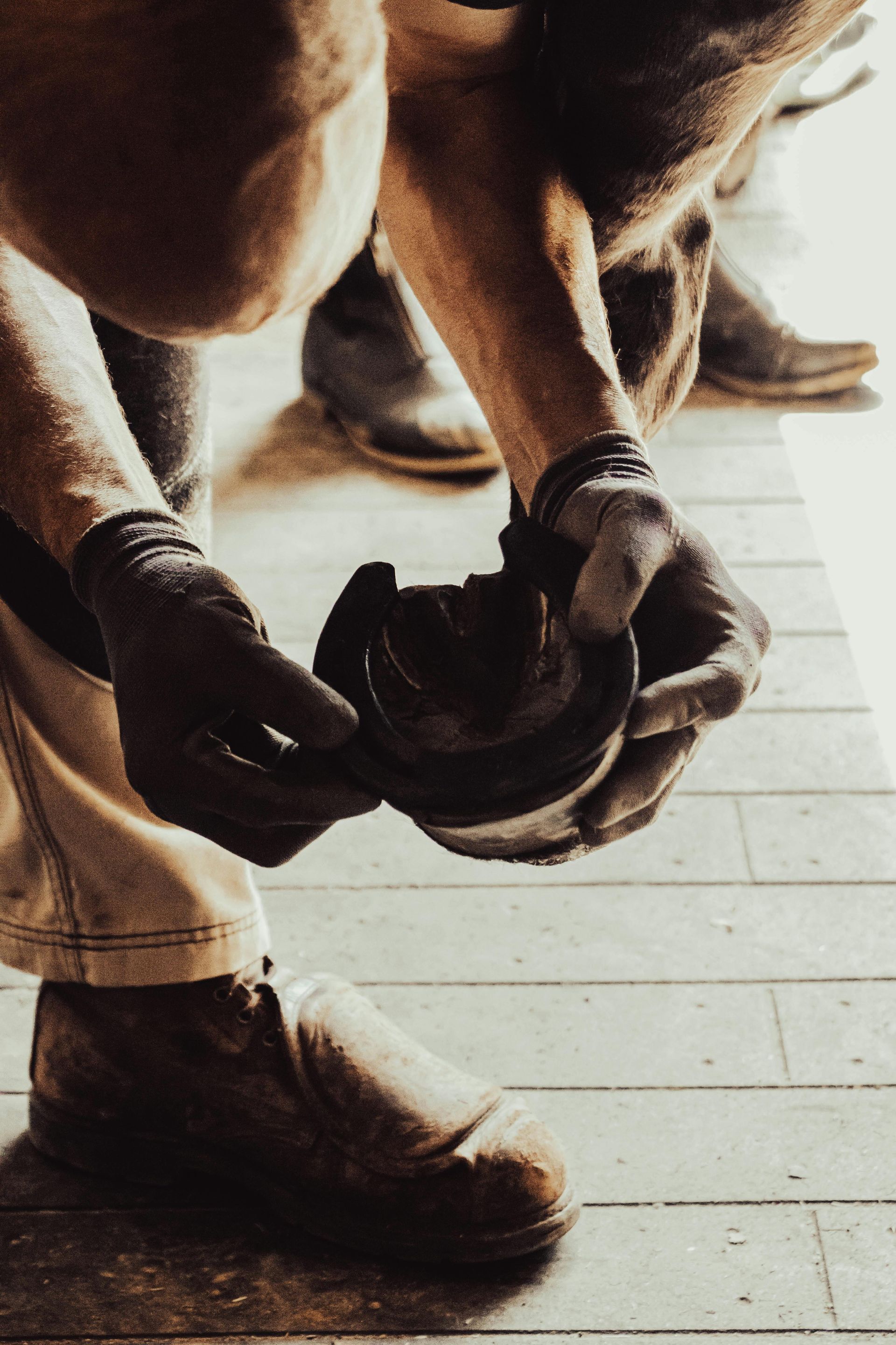 A Brown Horse Is Standing In A Grassy Field — Sunshine Coast Farrier Services In Woodford, QLD