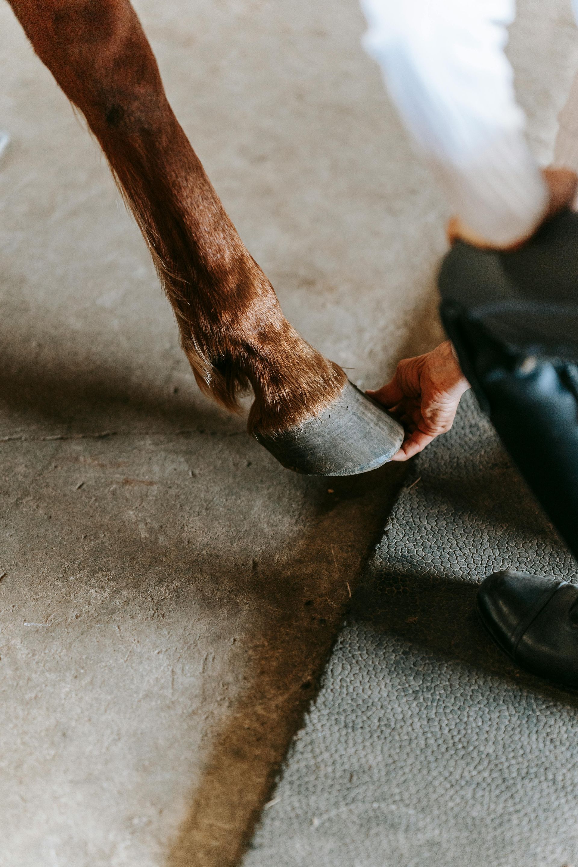 A Man Is Putting A Shoe On A Horse 's Hoof — Sunshine Coast Farrier Services In Landsborough, QLD