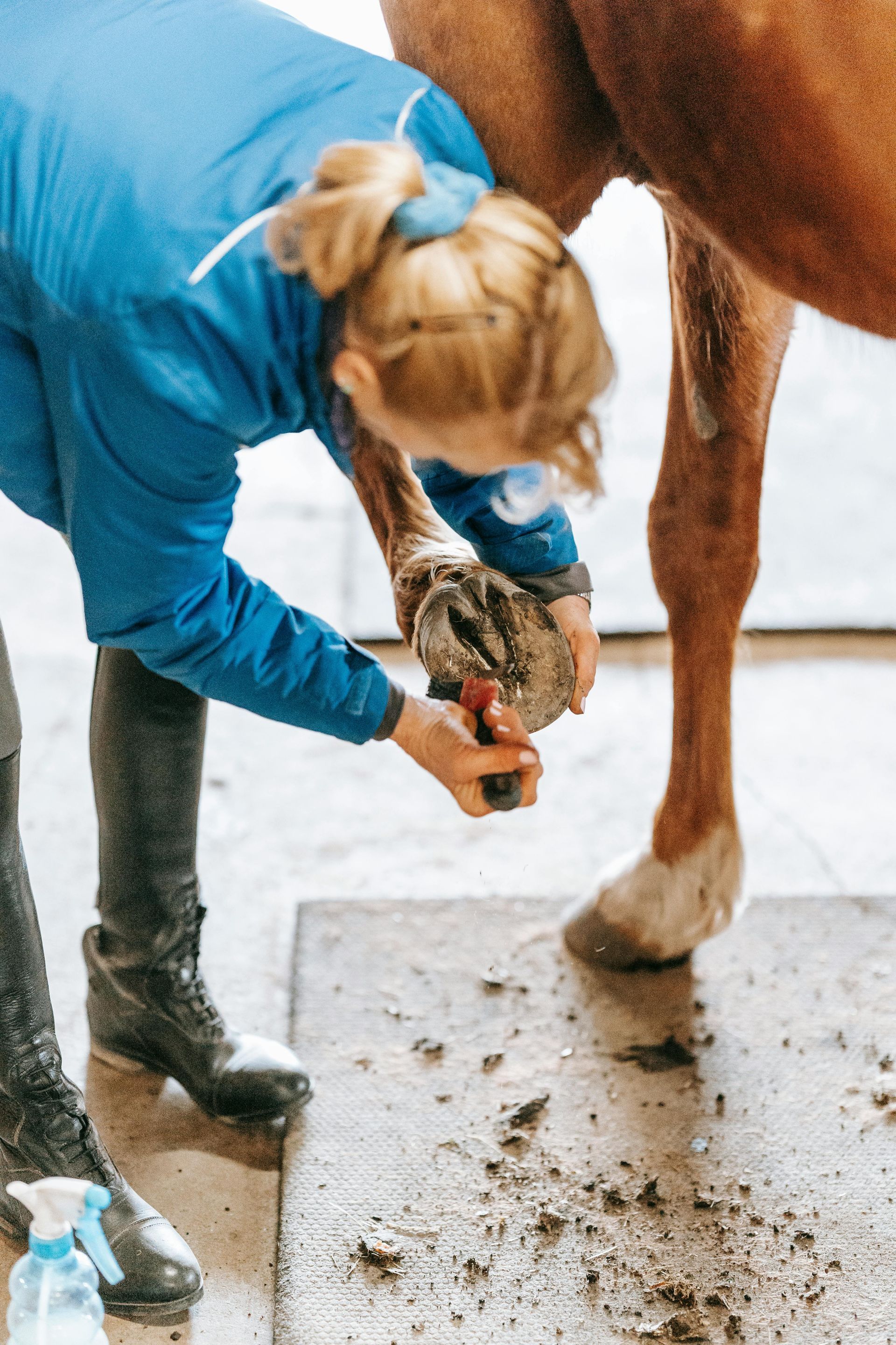 Two Horses Are Drinking Water — Sunshine Coast Farrier Services In Yandina, QLD