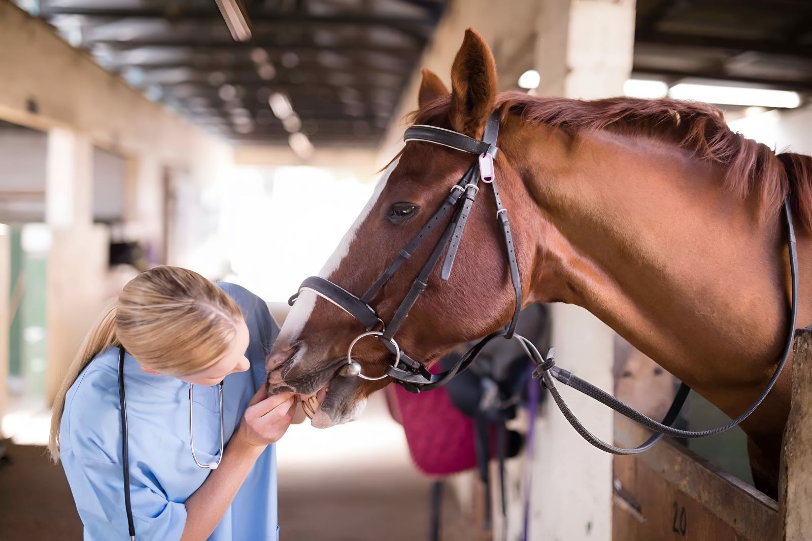 A Woman Is Petting A Brown Horse — Sunshine Coast Farrier Services In Landsborough, QLD