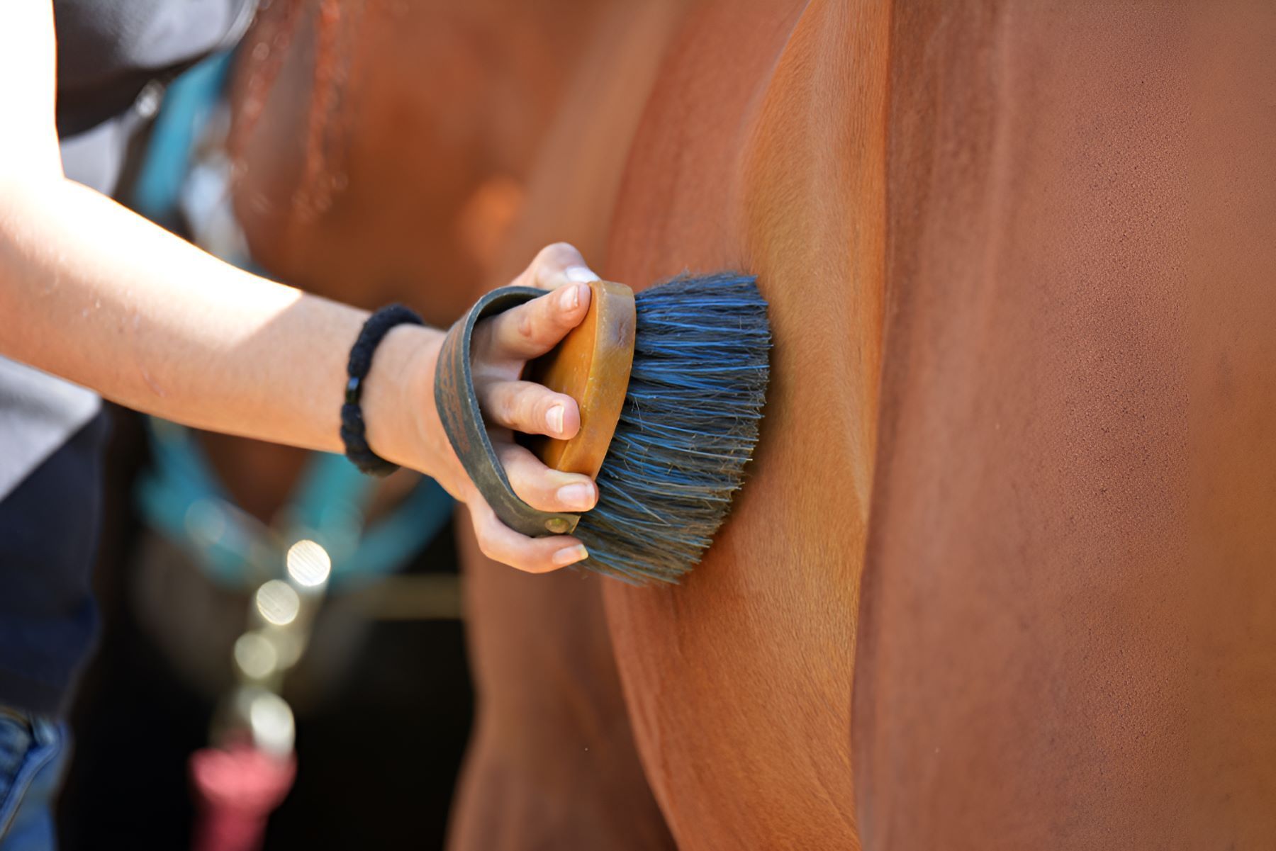 A Person Is Brushing A Brown Horse — Sunshine Coast Farrier Services In Yandina, QLD