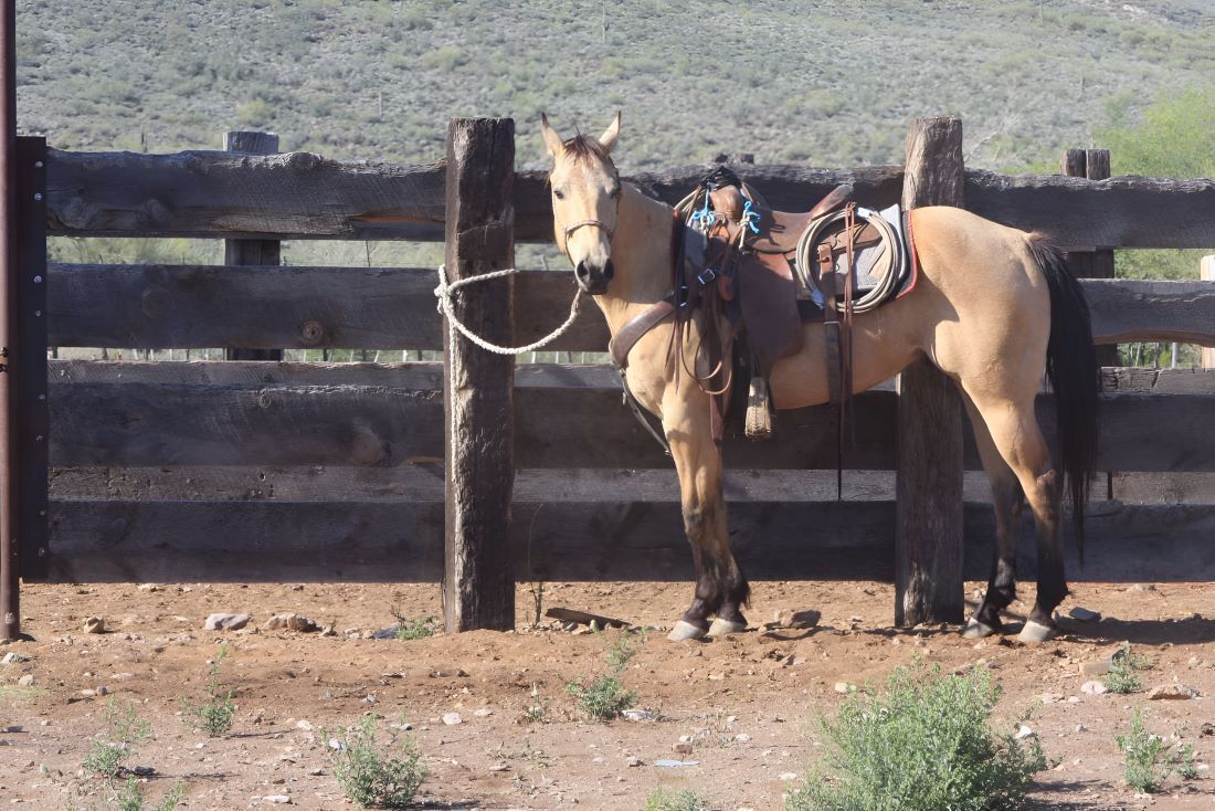 A Horse With A Saddle Is Tied To A Wooden Fence — Sunshine Coast Farrier Services In Woodford, QLD