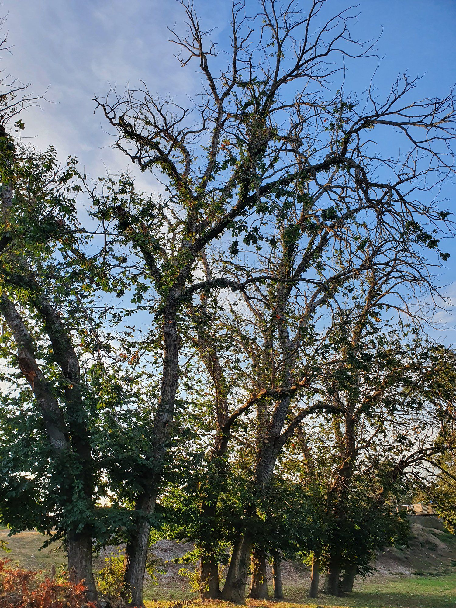 Trees with Elm Leaf Beetle — Colac, VIC — Colac Trees