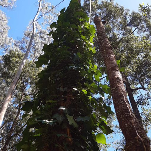 Tall tree trunk covered in green ivy, reaching toward blue sky, other trees surround.