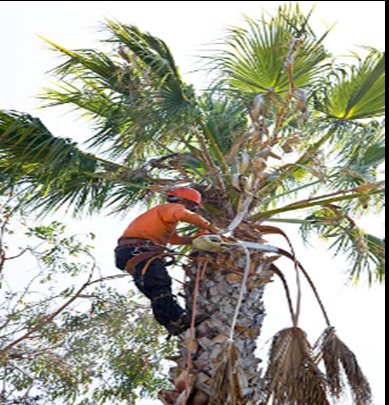 Arborist in orange shirt and helmet uses chainsaw to trim palm tree.
