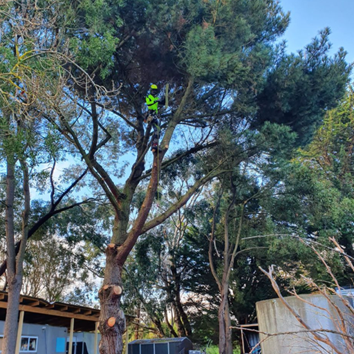 Arborist in safety gear pruning a tall tree with a chainsaw, outdoors on a sunny day.