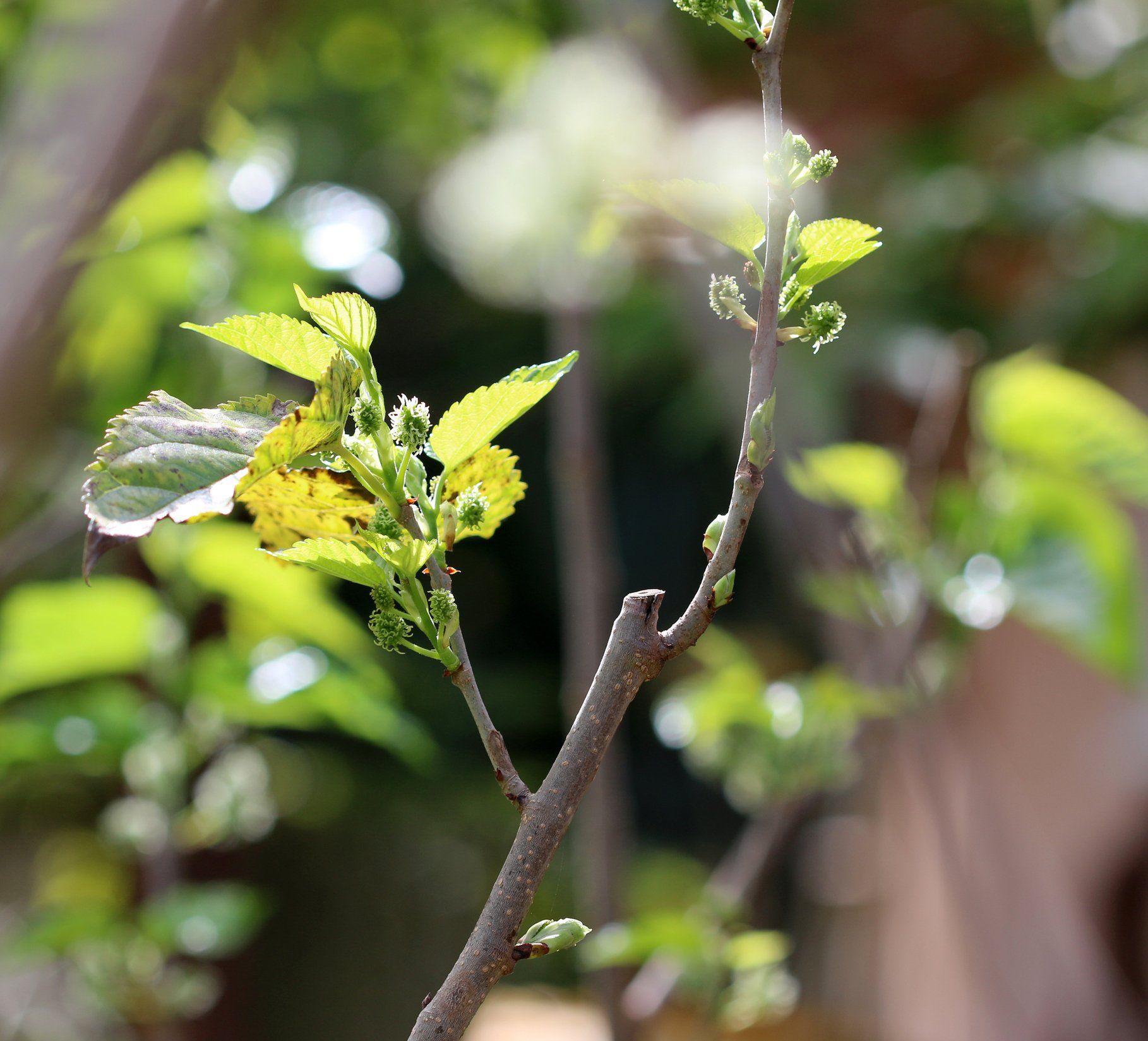 Fruit Tree Pruning — Colac, VIC — Colac Trees