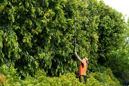 Person trimming tall hedge with a long-handled tool in a sunny outdoor setting.