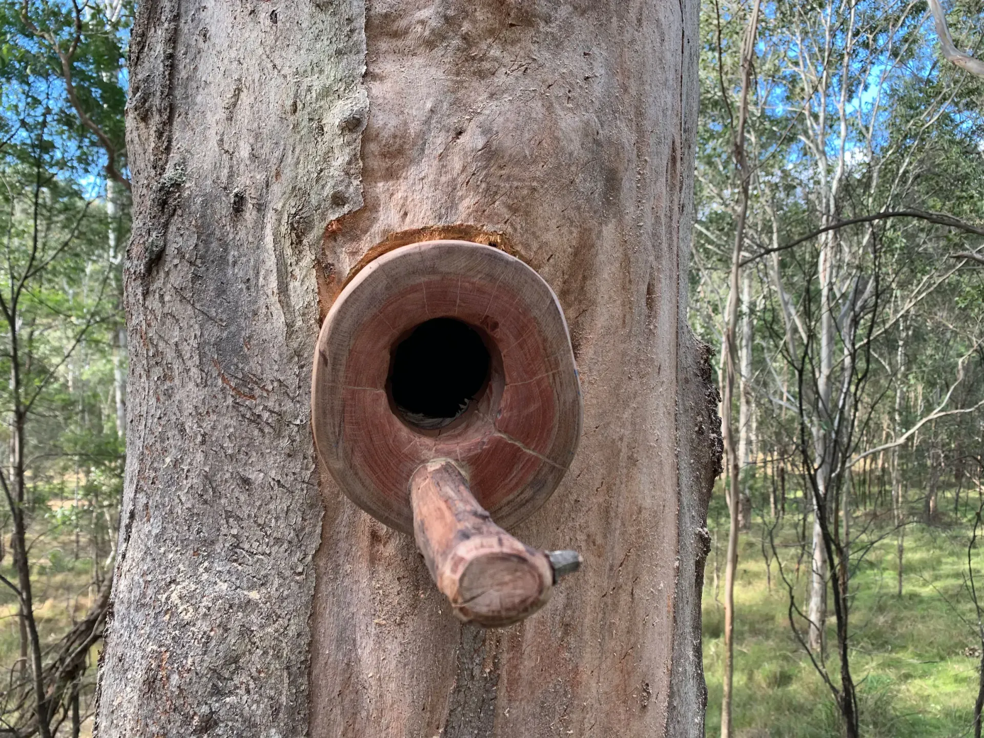 Hollowed tree trunk with a round opening and a wooden peg below it, in a forest setting.